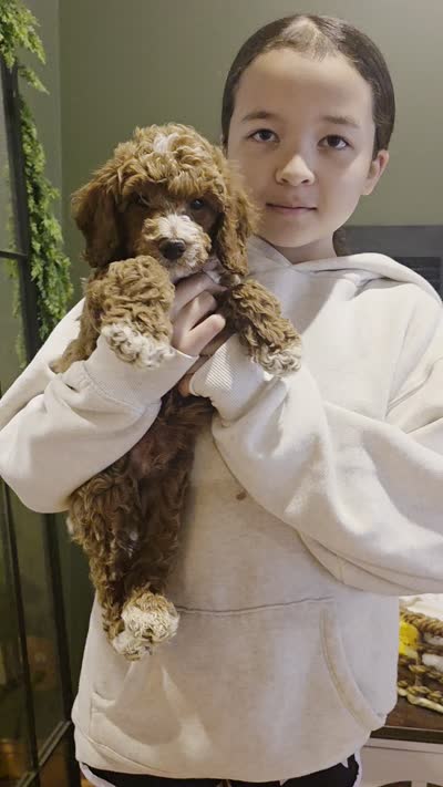 Tux , a male Poodle - Miniature  for sale in Bristol, TN – 4 of 7