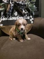 Green collar , a male Miniature Goldendoodle for sale in Bristol, TN – 3 of 10
