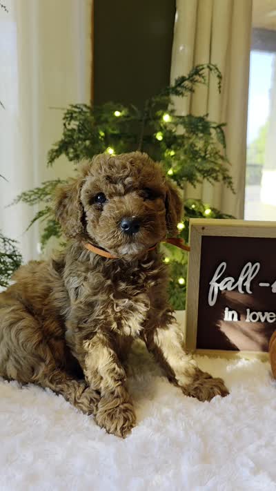 Benny , a male Miniature Goldendoodle for sale in Bristol, TN – 10 of 10