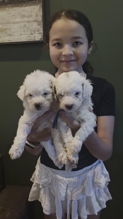 Pink girl , a female Miniature Goldendoodle for sale in Bristol, TN – 9 of 9