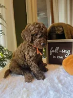 Charlie , a male Poodle - Miniature  for sale in Bristol, TN – 8 of 10
