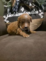 White collar , a male Miniature Goldendoodle for sale in Bristol, TN – 7 of 10