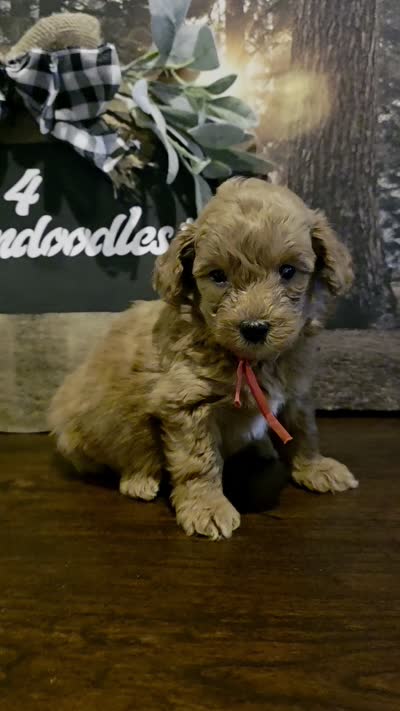 Red collar , a male Miniature Goldendoodle for sale in Bristol, TN – 10 of 10