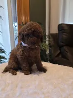 Joey , a male Miniature Goldendoodle for sale in Bristol, TN – 7 of 10