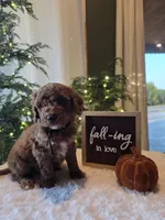 Buddy , a male Miniature Goldendoodle for sale in Bristol, TN – 9 of 10