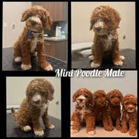 Tux , a male Poodle - Miniature  for sale in Bristol, TN – 7 of 7