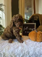Charlie , a male Poodle - Miniature  for sale in Bristol, TN – 4 of 10
