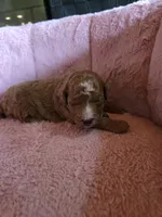 Minnie 🐾 Mini , a female Miniature Goldendoodle for sale in Bristol, TN – 3 of 10