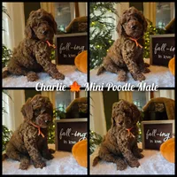 Charlie , a male Poodle - Miniature  for sale in Bristol, TN – 9 of 10