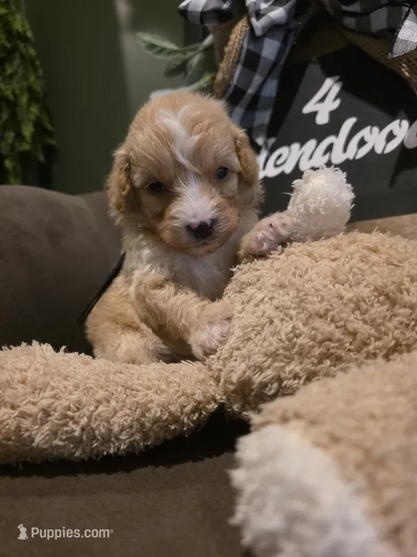 Black collar  – Miniature Goldendoodle puppy for sale in Bristol, TN