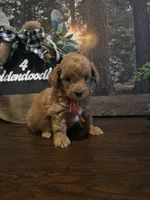 Red collar , a male Miniature Goldendoodle for sale in Bristol, TN – 4 of 10