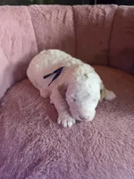 Mickey 🐾Mini , a male Miniature Goldendoodle for sale in Bristol, TN – 6 of 10