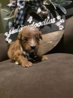 White collar , a male Miniature Goldendoodle for sale in Bristol, TN – 8 of 10