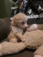 Black collar , a male Miniature Goldendoodle for sale in Bristol, TN – 7 of 10