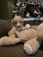 Black collar , a male Miniature Goldendoodle for sale in Bristol, TN – 2 of 10