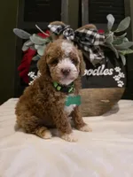 Toby ✨️ Micro Mini, a male Miniature Goldendoodle for sale in Bristol, TN – Photo 1 of 10