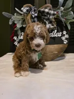 Toby ✨️ Micro Mini, a male Miniature Goldendoodle for sale in Bristol, TN – Photo 2 of 10