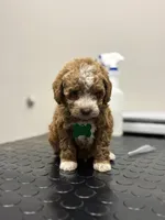 Toby ✨️ Micro Mini, a male Miniature Goldendoodle for sale in Bristol, TN – Photo 4 of 10