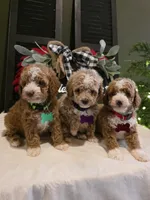 Toby ✨️ Micro Mini, a male Miniature Goldendoodle for sale in Bristol, TN – Photo 6 of 10