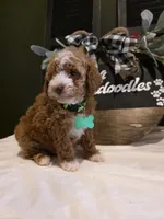 Toby ✨️ Micro Mini, a male Miniature Goldendoodle for sale in Bristol, TN – Photo 5 of 10
