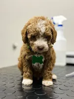 Toby ✨️ Micro Mini, a male Miniature Goldendoodle for sale in Bristol, TN – Photo 3 of 10