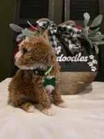 Toby ✨️ Micro Mini, a male Miniature Goldendoodle for sale in Bristol, TN – Photo 9 of 10