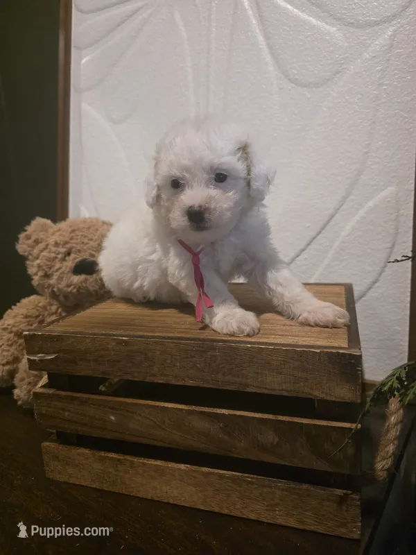 Pink girl micro mini  – Miniature Goldendoodle puppy for sale in Bristol, TN