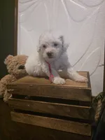 Pink girl micro mini , a female Miniature Goldendoodle for sale in Bristol, TN – 1 of 1