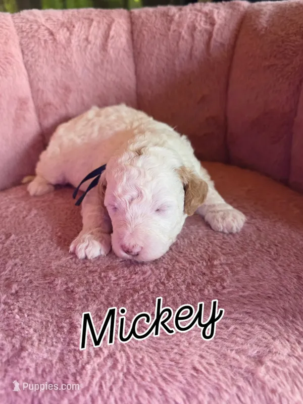 Mickey 🐾Mini  – Miniature Goldendoodle puppy for sale in Bristol, TN