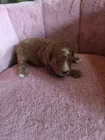 Minnie 🐾 Mini , a female Miniature Goldendoodle for sale in Bristol, TN – 9 of 10