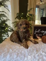 Benny , a male Miniature Goldendoodle for sale in Bristol, TN – 8 of 10