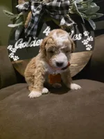 Orange collar , a male Miniature Goldendoodle for sale in Bristol, TN – 5 of 10