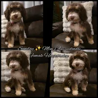 Sunday , a female Miniature Aussiedoodle for sale in Bristol, TN – Photo 1 of 7