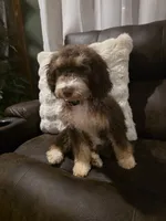 Sunday , a female Miniature Aussiedoodle for sale in Bristol, TN – Photo 7 of 7