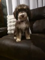 Sunday , a female Miniature Aussiedoodle for sale in Bristol, TN – Photo 6 of 7