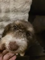 Sunday , a female Miniature Aussiedoodle for sale in Bristol, TN – Photo 3 of 7