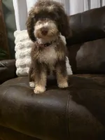 Sunday , a female Miniature Aussiedoodle for sale in Bristol, TN – Photo 4 of 7