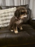 Sunday , a female Miniature Aussiedoodle for sale in Bristol, TN – Photo 2 of 7