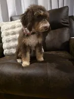 Sunday , a female Miniature Aussiedoodle for sale in Bristol, TN – Photo 5 of 7