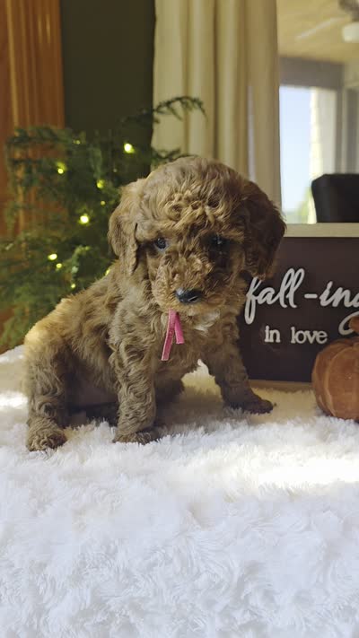 Sadie , a male Miniature Goldendoodle for sale in Bristol, TN – 10 of 10