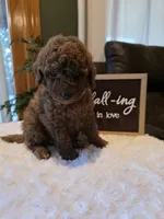 Joey , a male Miniature Goldendoodle for sale in Bristol, TN – 4 of 10