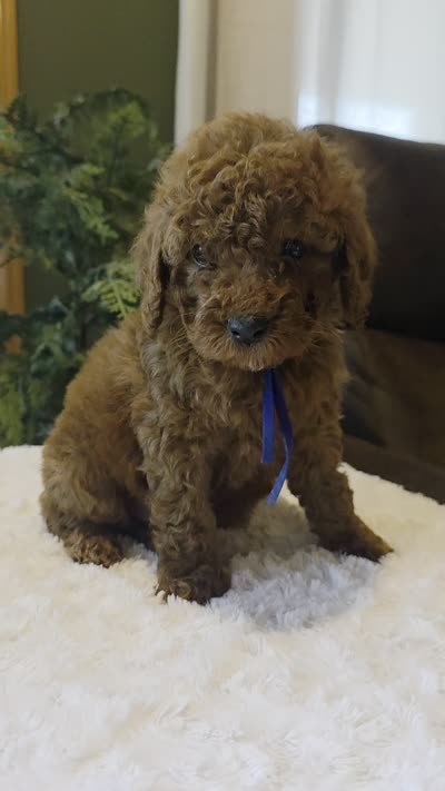 Bentley , a male Miniature Goldendoodle for sale in Bristol, TN – 10 of 10