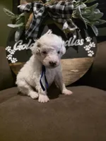 Blue collar , a male Miniature Goldendoodle for sale in Bristol, TN – 6 of 10