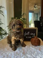 Benny , a male Miniature Goldendoodle for sale in Bristol, TN – 6 of 10