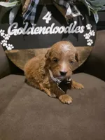 White collar , a male Miniature Goldendoodle for sale in Bristol, TN – 6 of 10