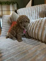 Gracie , a female Miniature Goldendoodle for sale in Bristol, TN – 8 of 10