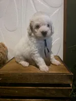 Blue collar micro mini , a male Miniature Goldendoodle for sale in Bristol, TN – 2 of 9