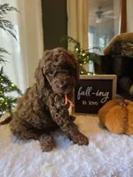 Charlie , a male Poodle - Miniature  for sale in Bristol, TN – 7 of 10