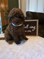 Joey , a male Miniature Goldendoodle for sale in Bristol, TN – 2 of 10