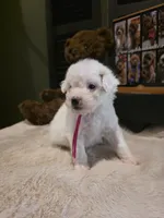 Pink girl , a female Miniature Goldendoodle for sale in Bristol, TN – 8 of 9